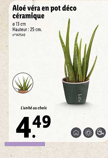 Aloé Véra En Pot Déco Céramique