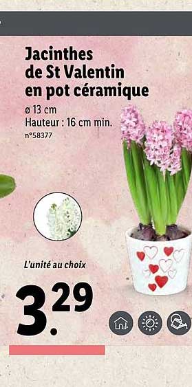 Jacinthes De St Valentin En Pot Céramique