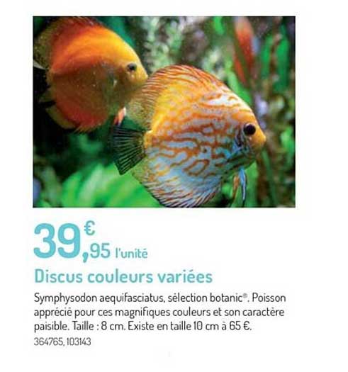 discus couleurs variées