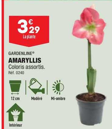 Gardenline Amaryllis