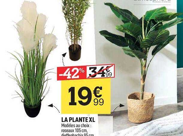 Le Plante Xl