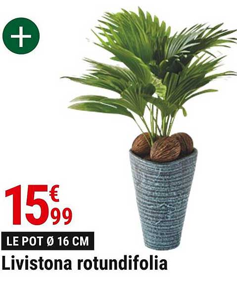 livistona rotundifolia