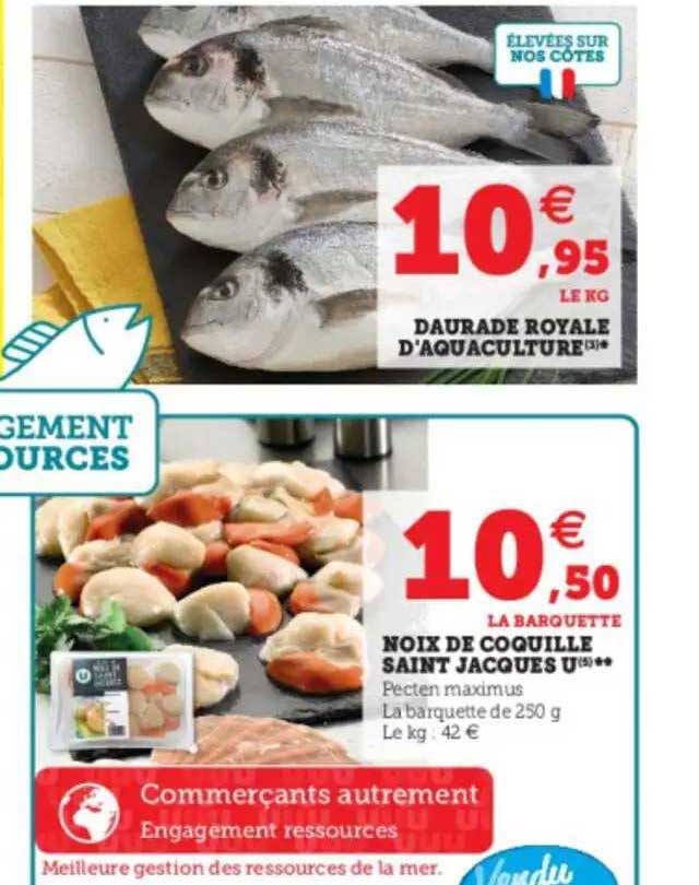 daurade royale d'aquaculture ou noix de coquille saint jacques u