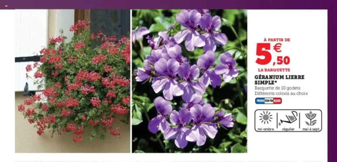géranium lierre simple