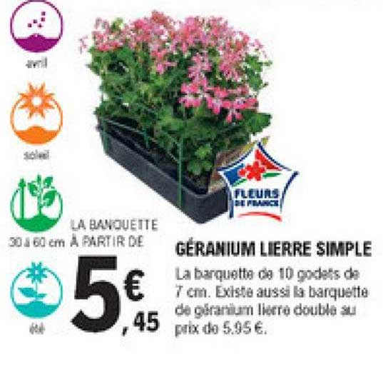 géranium lierre simple