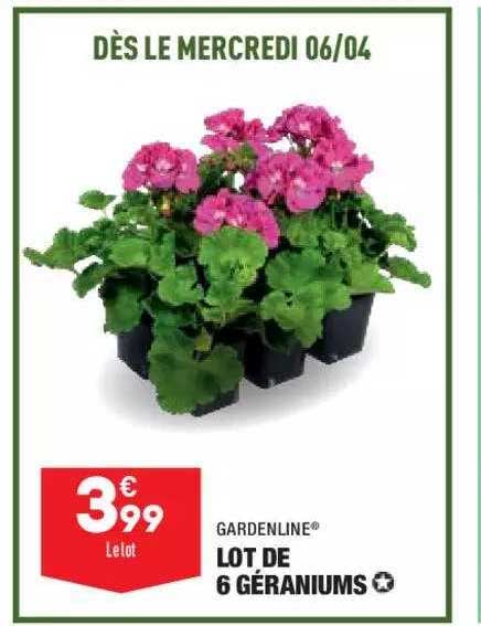 lot de 6 géraniums gardenline