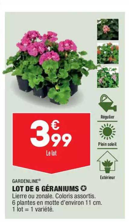 lot de 6 géraniums gardenline