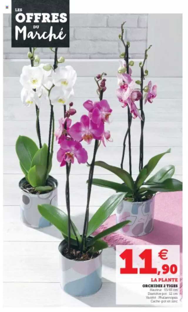 Orchidée 2 Tiges