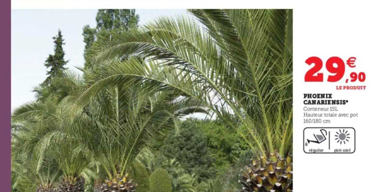Phoenix Canariensis