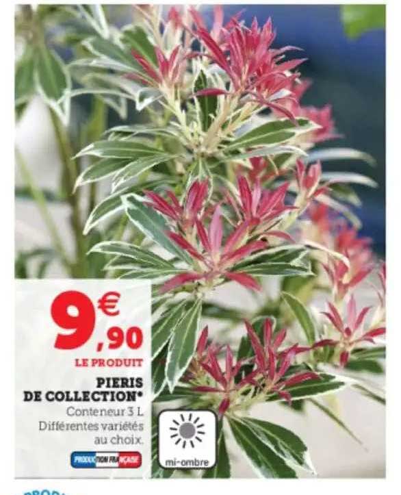 Pieris De Collection