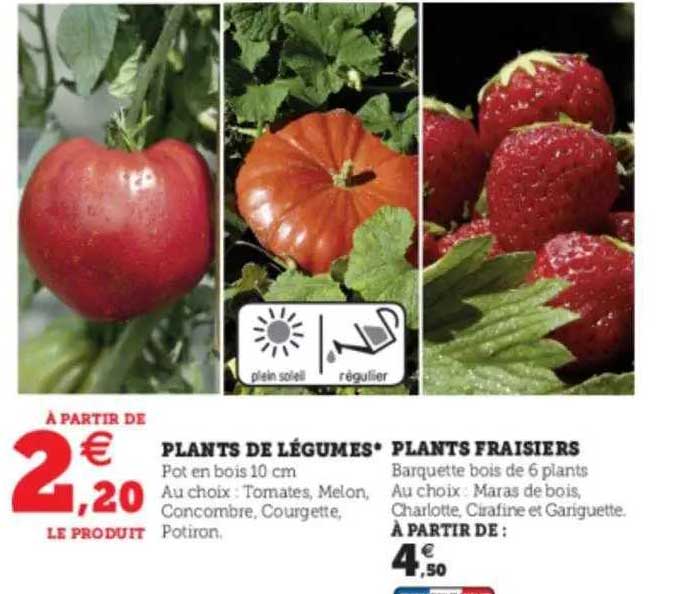 plants de légumes ou fraisiers
