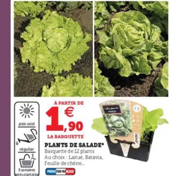 plants de salade