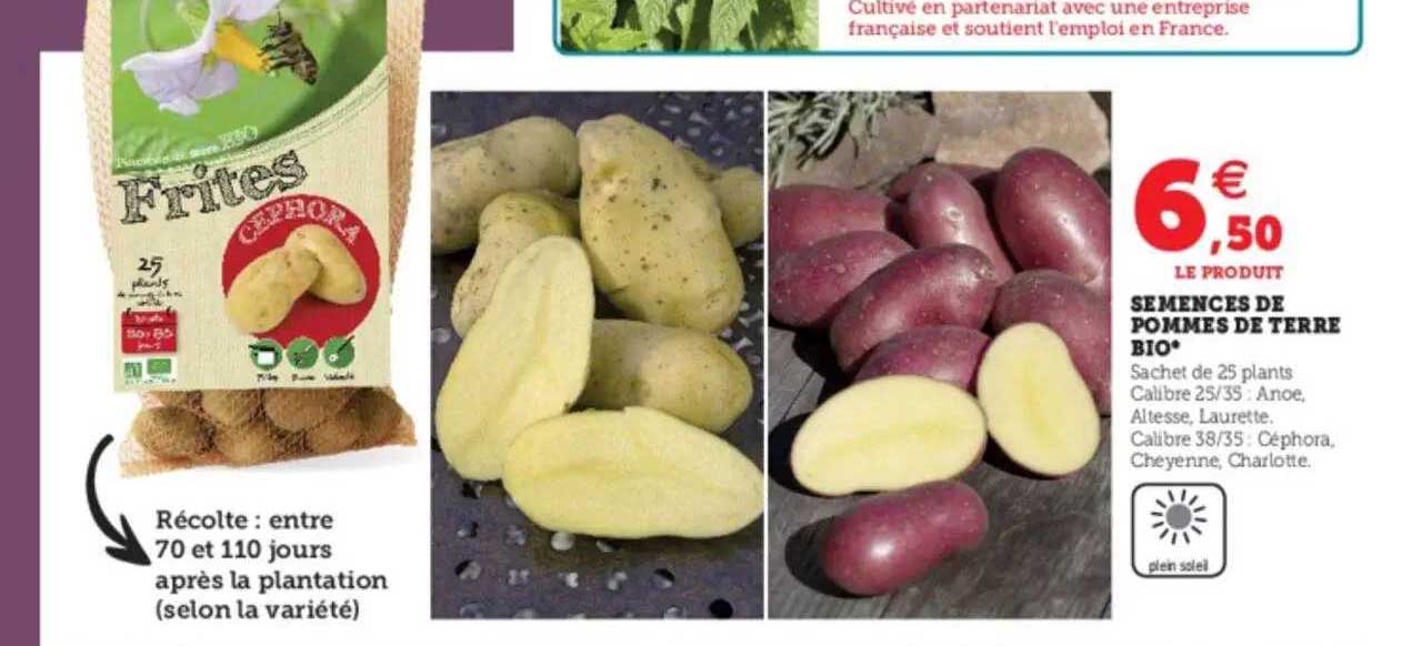 Sémences De Pommes De Terre Bio