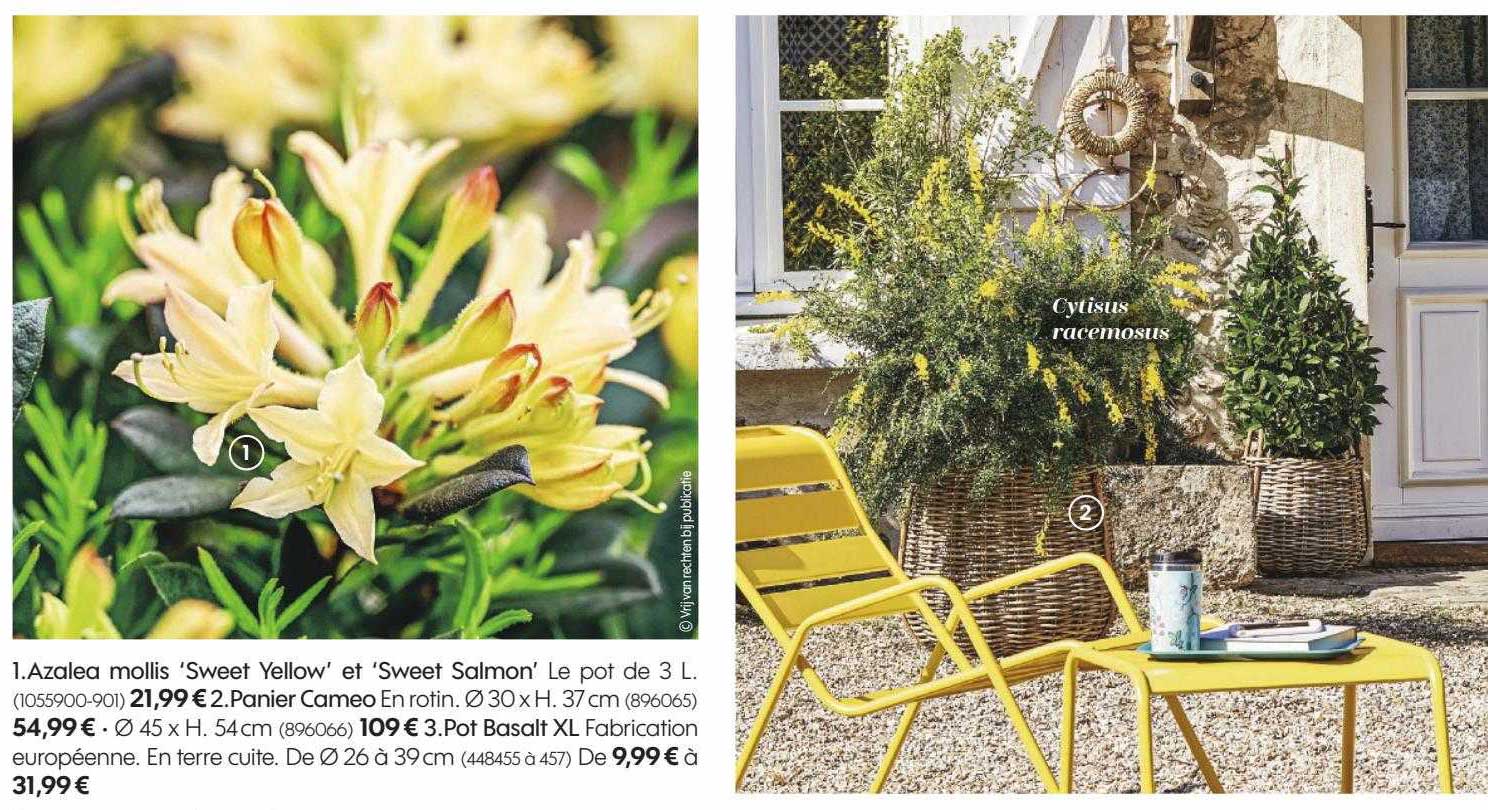 azalea mollis 'sweet yellow' et 'sweet salmon', panier cameo, pot basalt xl