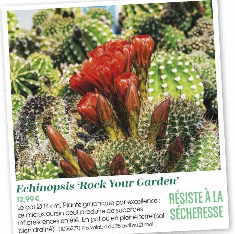 échinopsis 'rock your garden'