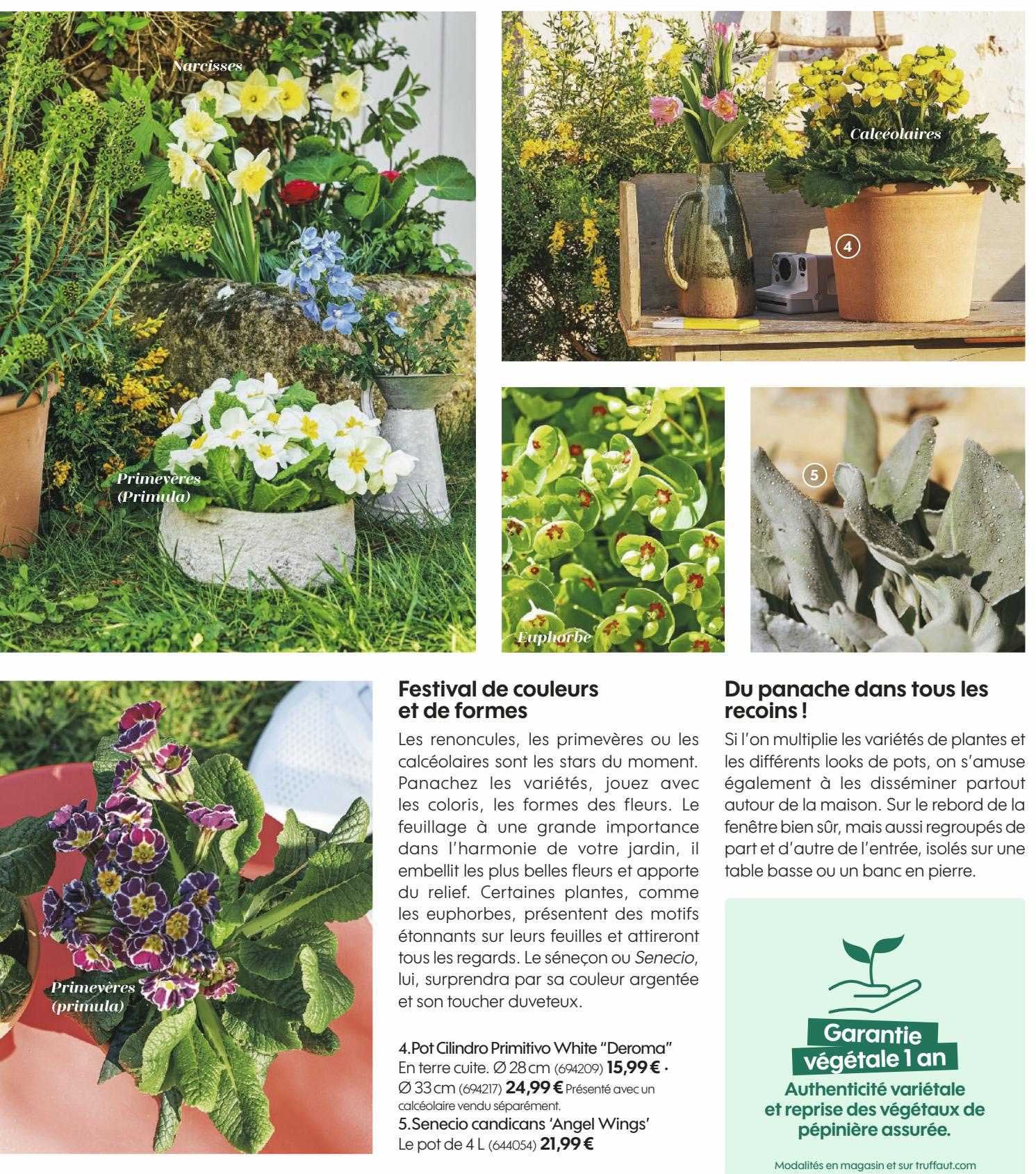 pot cilindro primitivo white "deroma", senecio candicans 'angel wings'