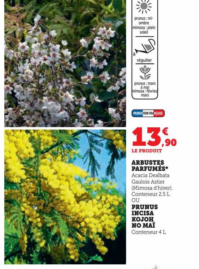 Arbustes Parfumés Ou Prunus Incisa Kojoh No Maï