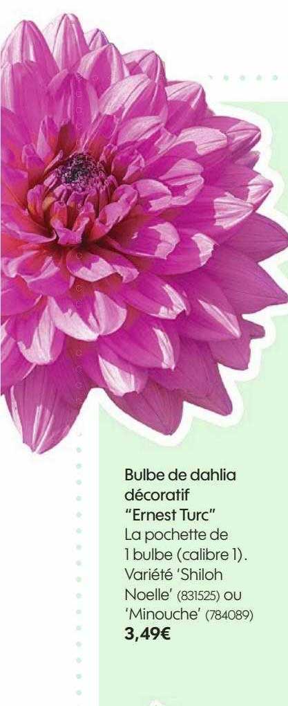 bulbe de dahlia décoratif "ernest turc"