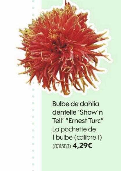 bulbe de dahlia dentelle 'show'n tell' "ernest turc"