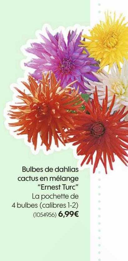 bulbes de dahlias cactus en mélange "ernest turc"