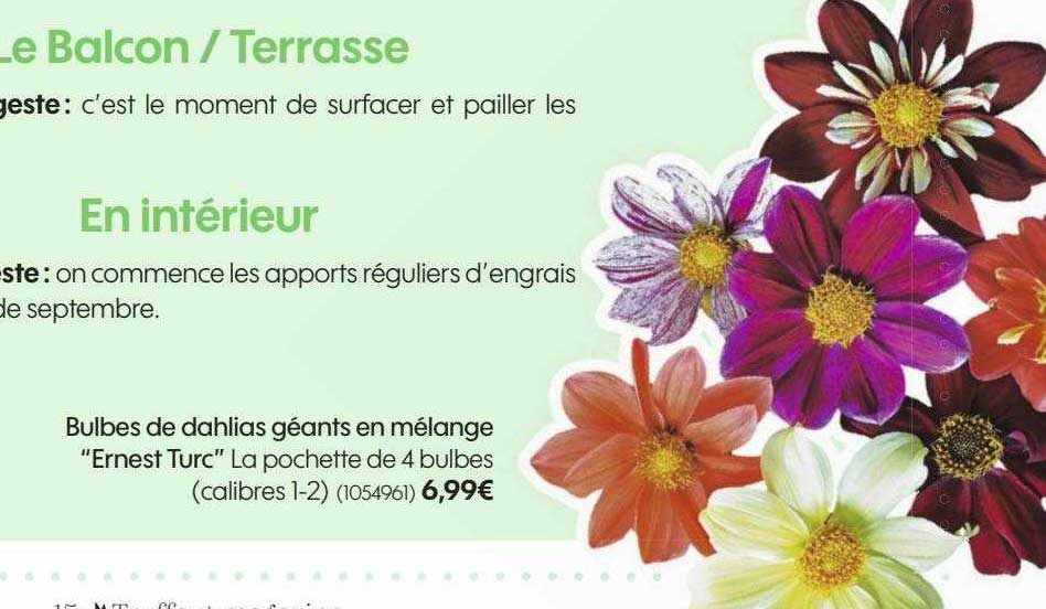 bulbes de dahlias géants en mélange "ernest turc"