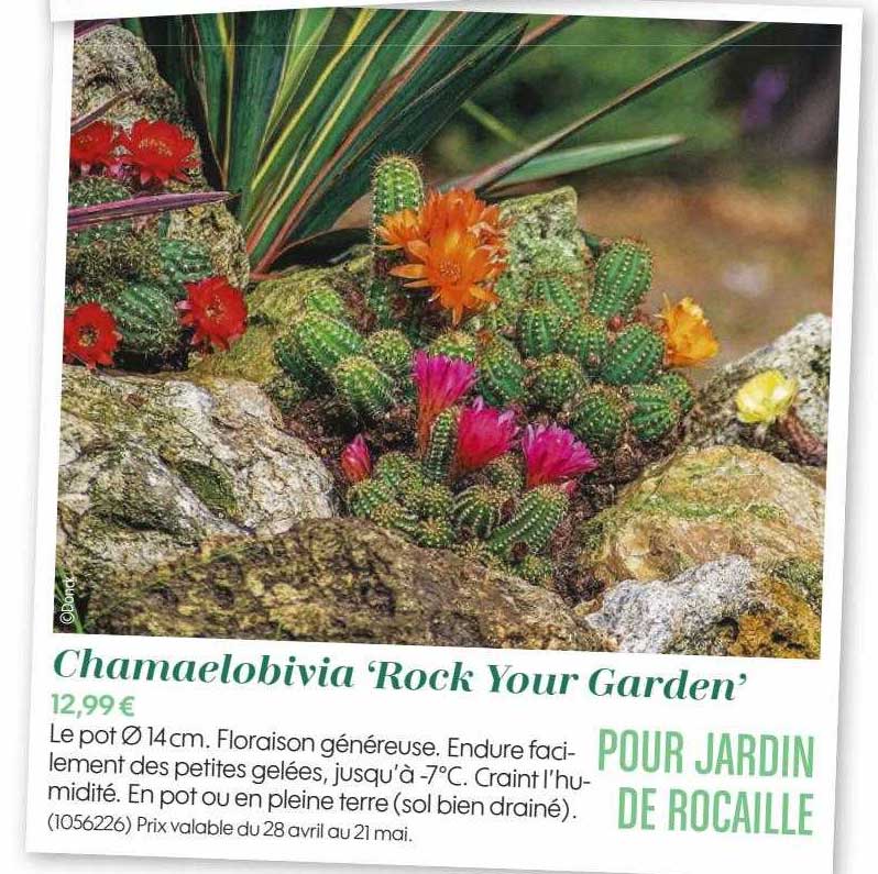 chamaelobivia "rock your garden'