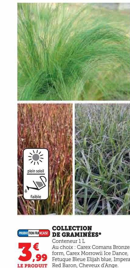 collection de graminées