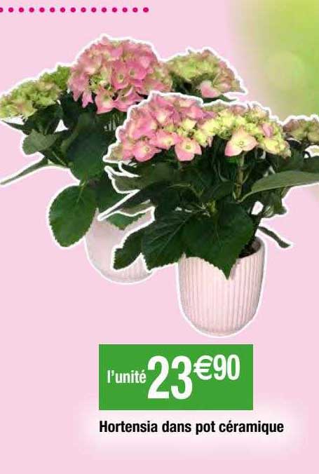 hortensia dans pot céramique