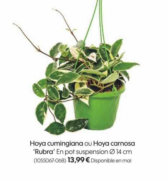 hoya cumingiana ou hoya carnosa 'rubra'