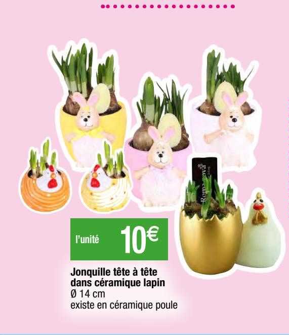 jonquille tête à tête dans céramique lapin