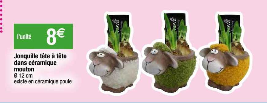 jonquille tête à tête dans céramique mouton