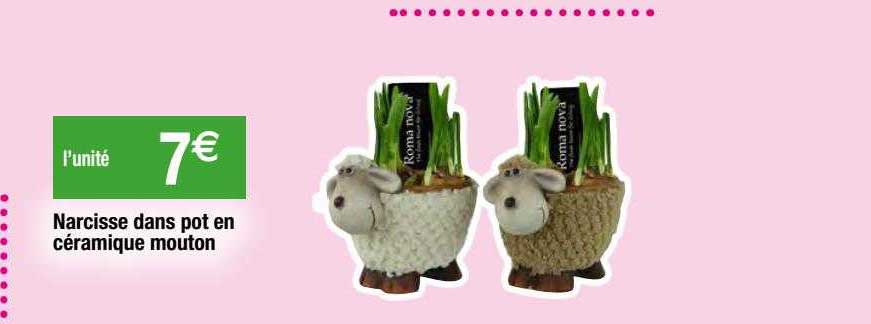 narcisse dans pot en céramique mouton