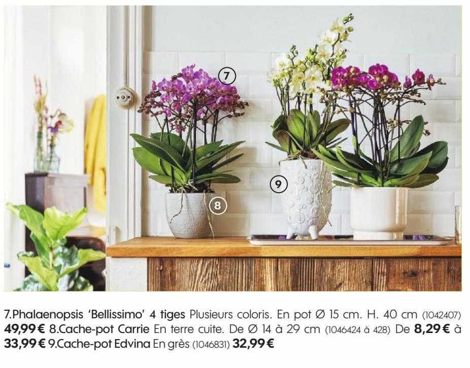 phalaenopsis 'bellissimo' 4 tiges, cache-pot carrie, cache-pot edvina