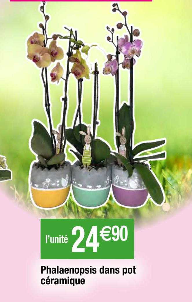 phalaenopsis dans pot céramique