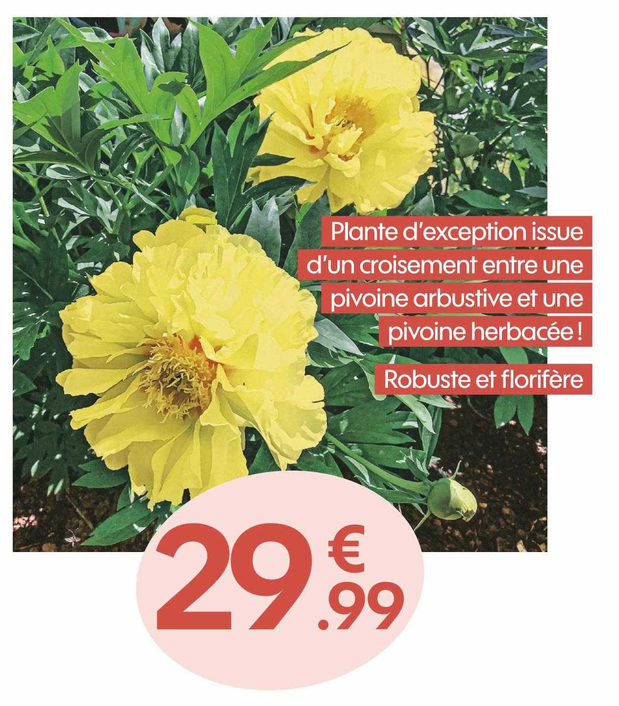 plante d'exception issue d'un croisement entre une pivoine arbustive et un pivoine herbacée