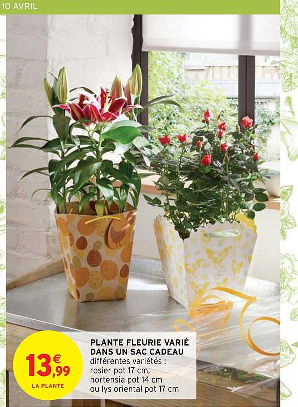 plante fleurie varié dans un sac cadeau