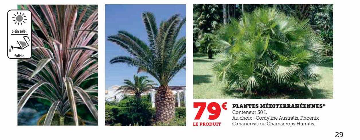 plantes méditerranéennes