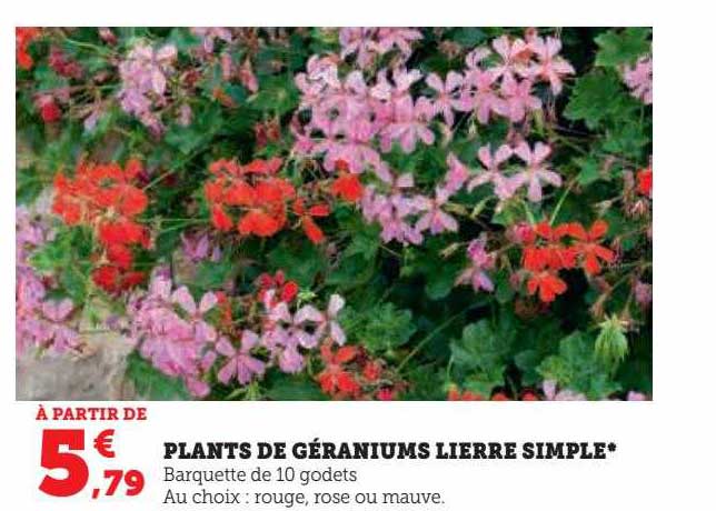 plants de géraniums lierre simple