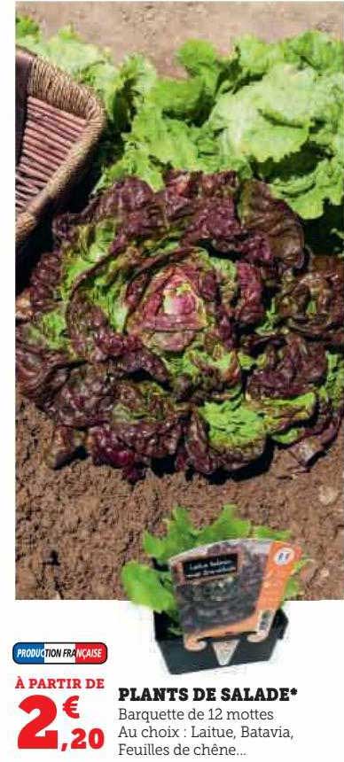 plants de salade