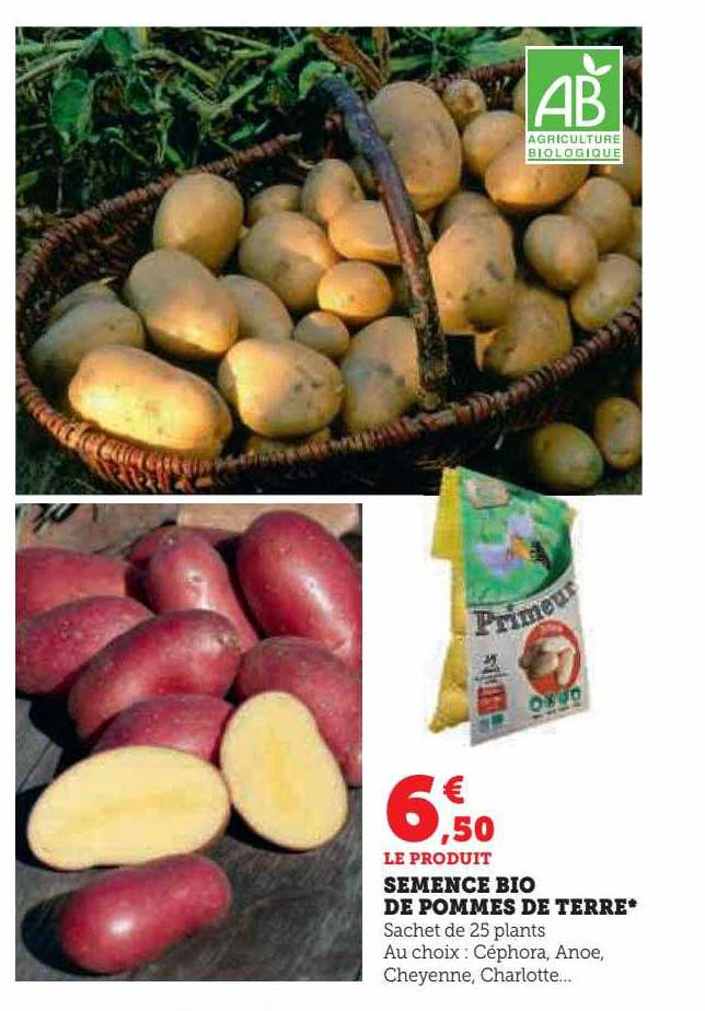sémence bio de pommes de terre
