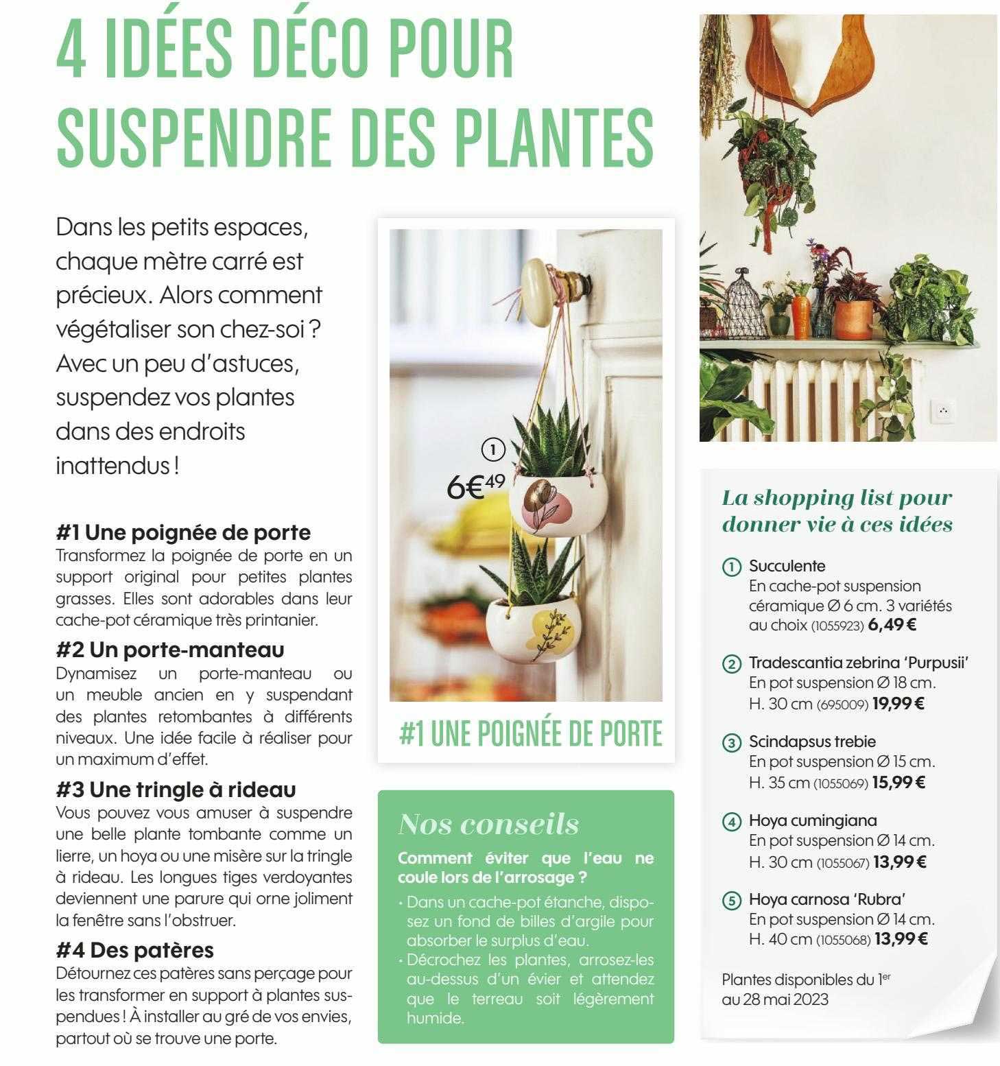 succulente, tradescantia zebrina "purpusii", scindapsus trebie, hoya cumingiana, hoya carnosa "rubra"