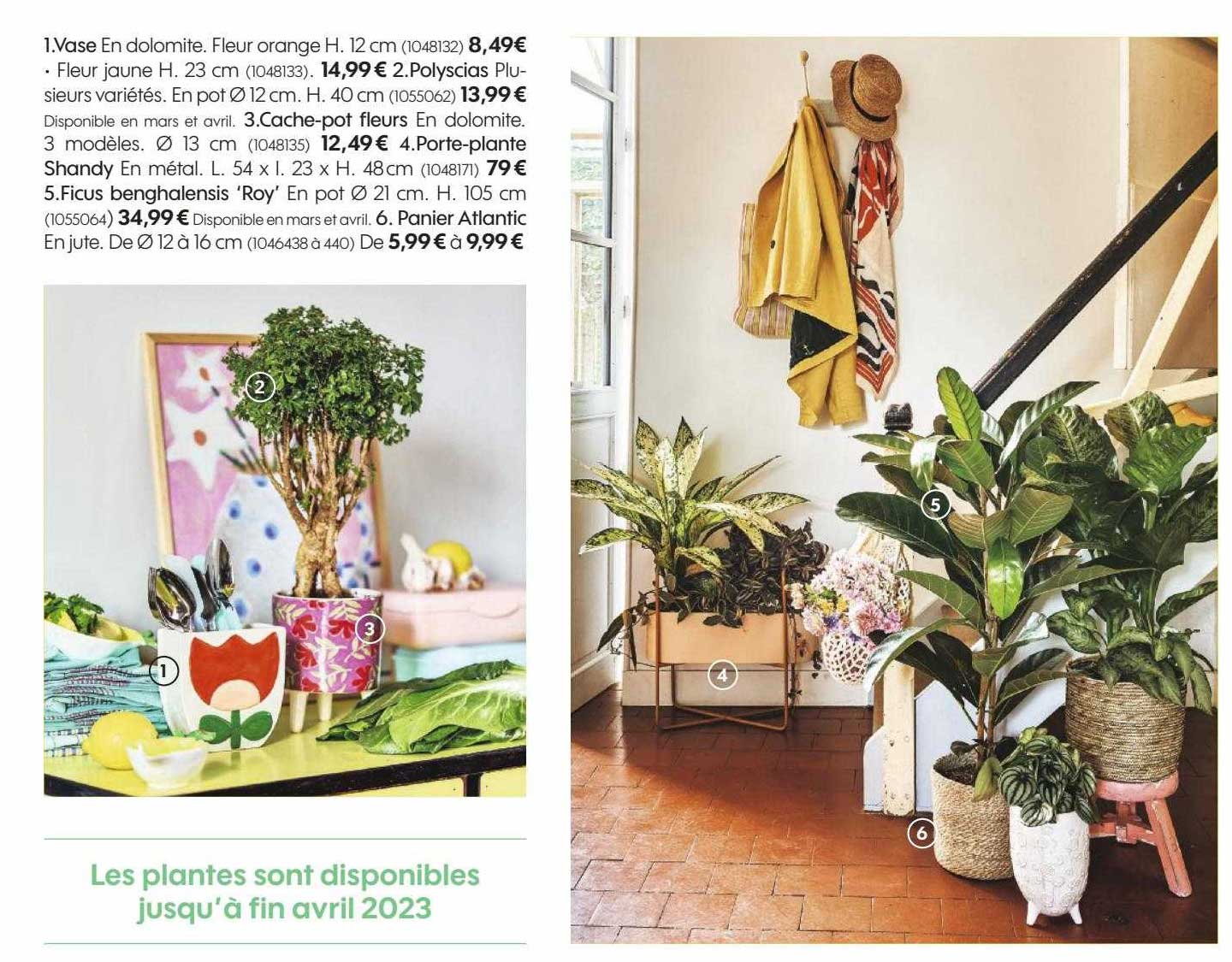 Vase, Polyscias,, Cache-pot Fleurs, Porte-plante Shandy, Ficus Benghalensis 'roy', Panier Atlantic
