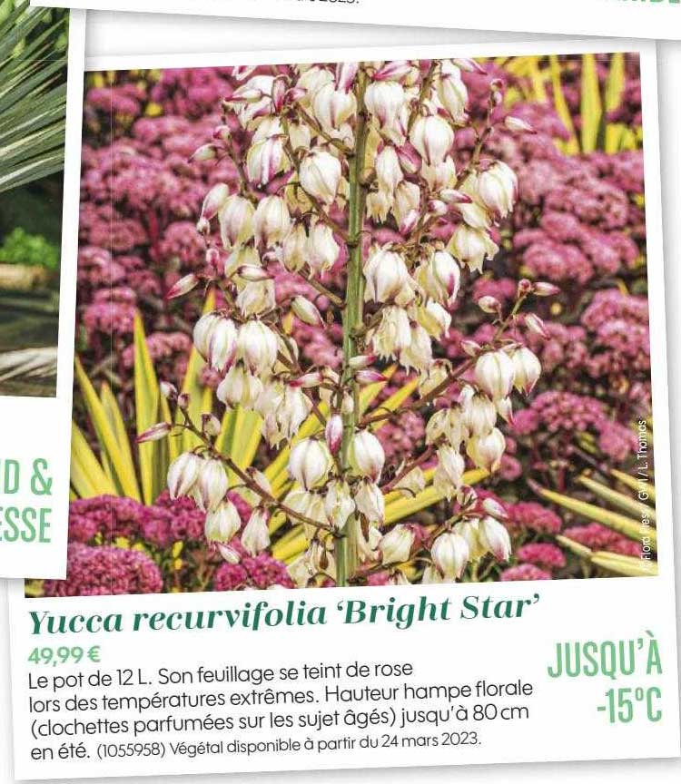 yucca recurvifolia "bright star"