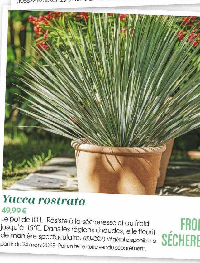 yucca rostrata