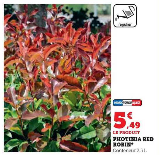Photinia Red Robin