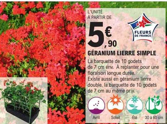 géranium lierre simple