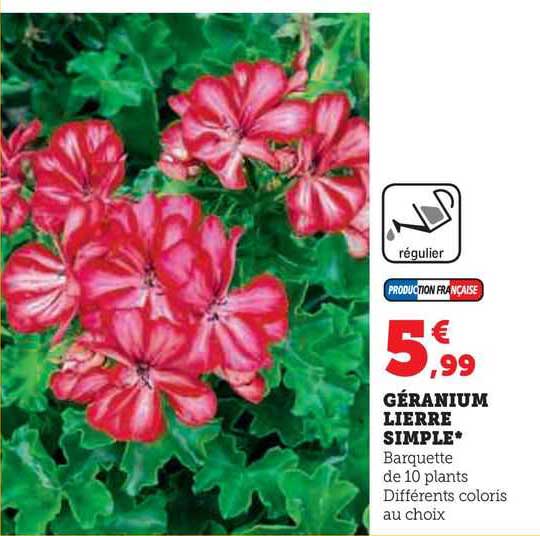 géranium lièrre simple