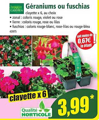 géraniums ou fuchsias finest garden