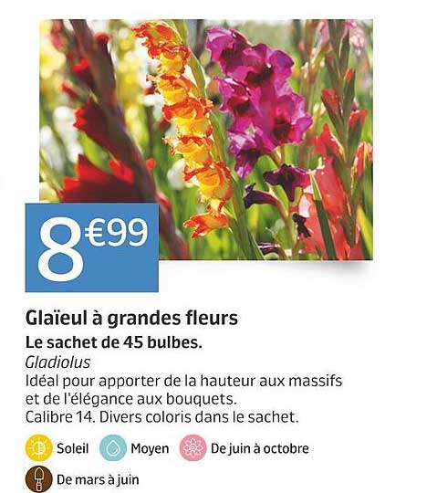 glaïeul à grandes fleurs