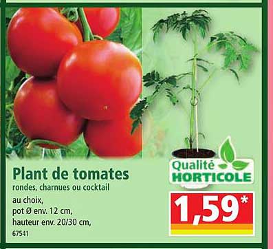 plant de tomates